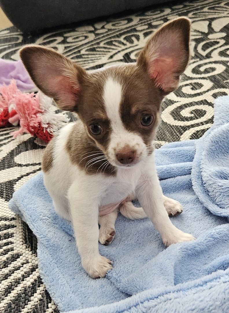 Chihuahua Welpe Hündin reinrassig