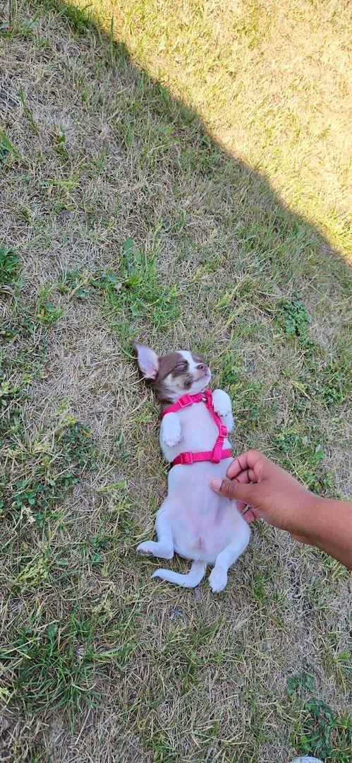 Chihuahua Welpe Hündin reinrassig