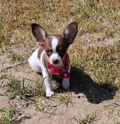 Chihuahua Welpe Hündin reinrassig