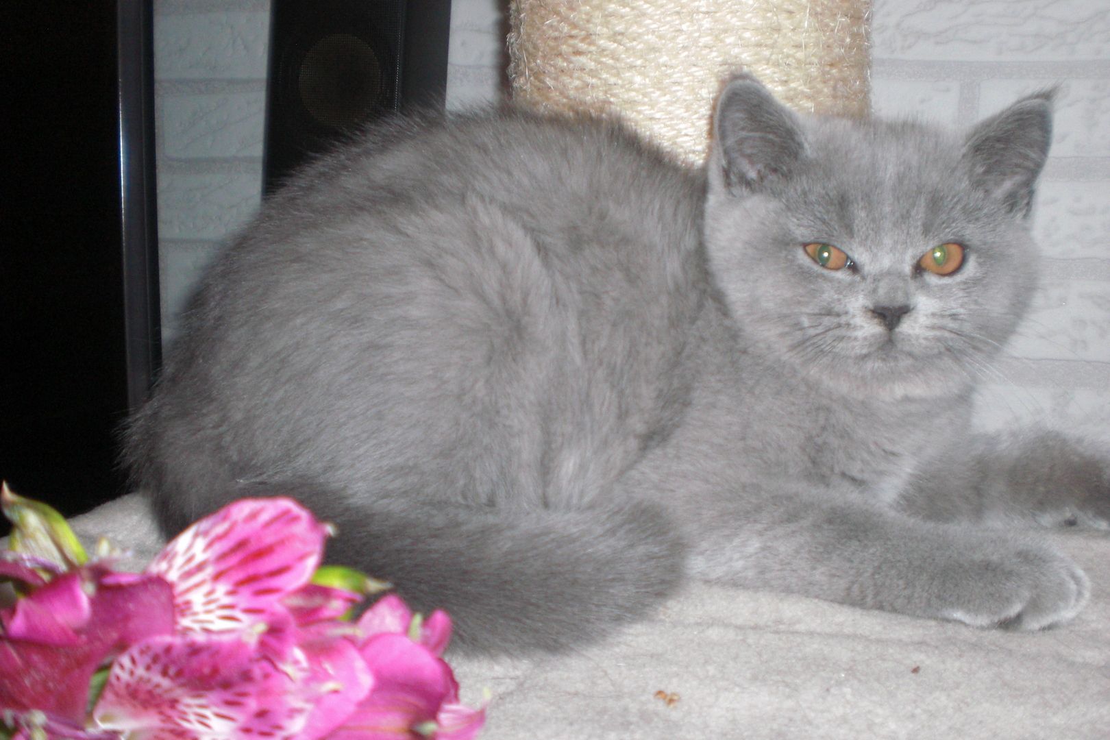 Sofort ausziehbereit ! ! ! BKH Kitten Reinrassige Teddy in Grau/Blue ! ! !