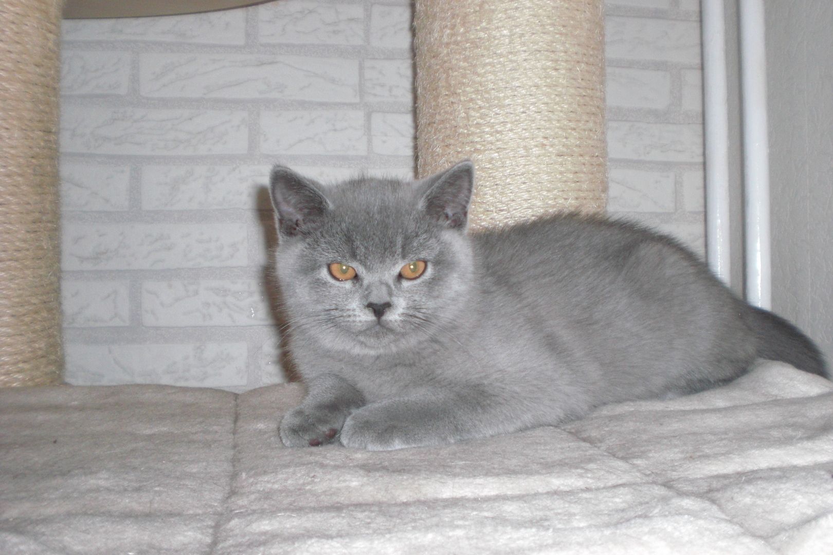 Sofort ausziehbereit ! ! ! BKH Kitten Reinrassige Teddy in Grau/Blue ! ! !