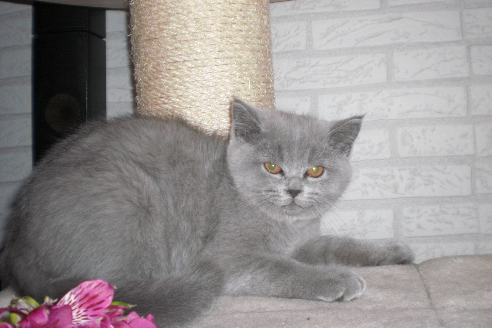 Sofort ausziehbereit ! ! ! BKH Kitten Reinrassige Teddy in Grau/Blue ! ! !