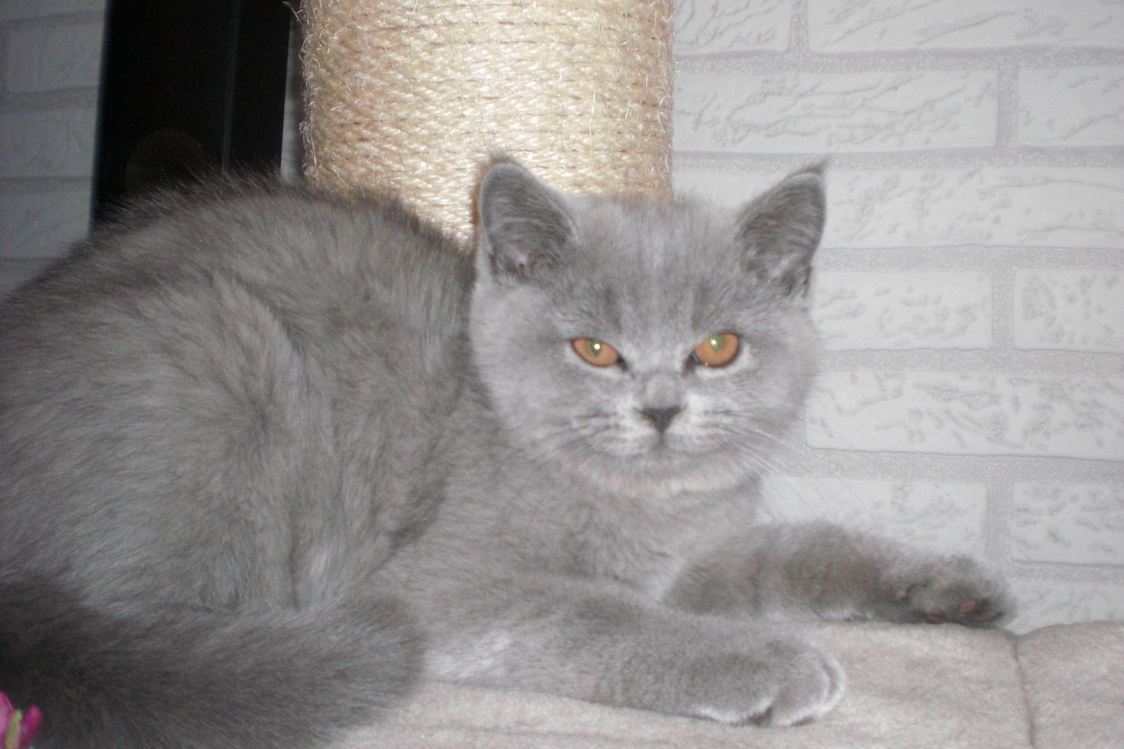 Sofort ausziehbereit ! ! ! BKH Kitten Reinrassige Teddy in Grau/Blue ! ! !