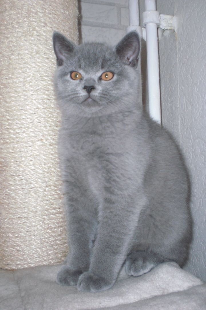 Sofort ausziehbereit ! ! ! BKH Kitten Reinrassige Teddy in Grau/Blue ! ! !