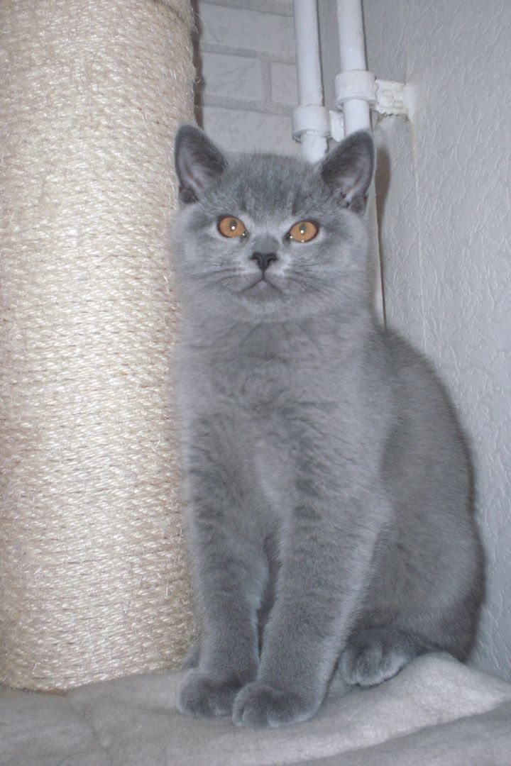 Sofort ausziehbereit ! ! ! BKH Kitten Reinrassige Teddy in Grau/Blue ! ! !