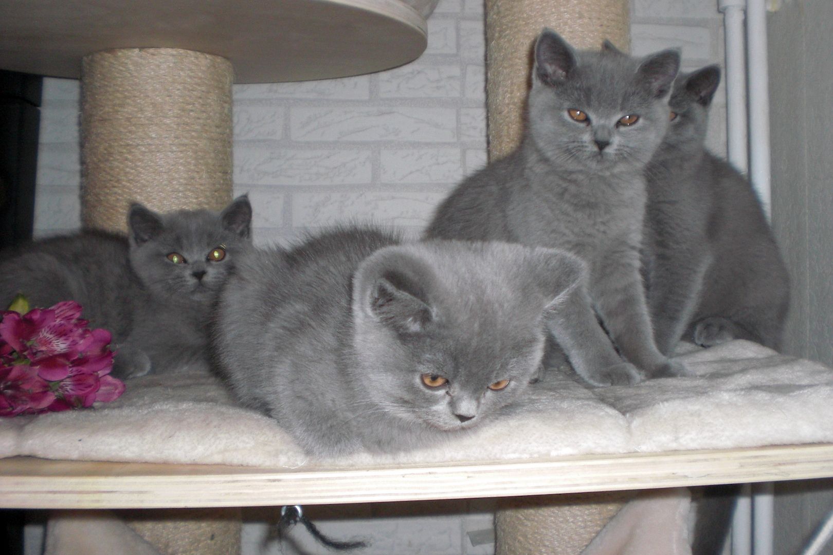 Sofort ausziehbereit ! ! ! BKH Kitten Reinrassige Teddy in Grau/Blue ! ! !