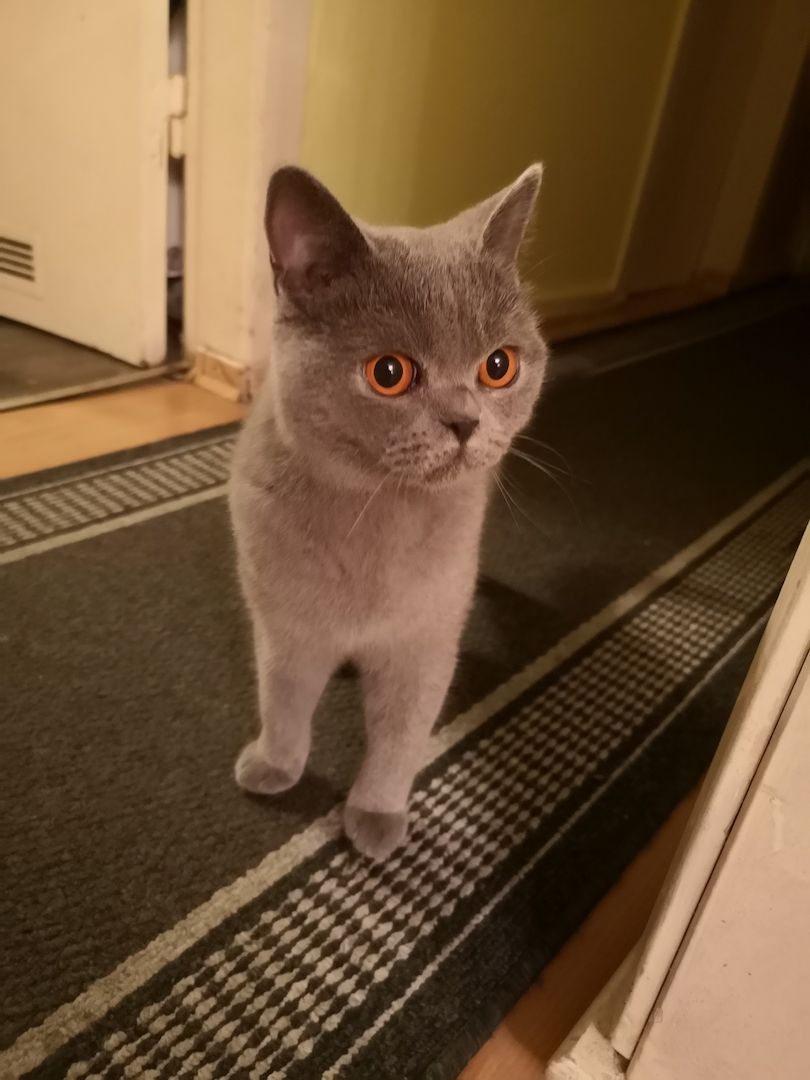 Sofort ausziehbereit ! ! ! BKH Kitten Reinrassige Teddy in Grau/Blue ! ! !