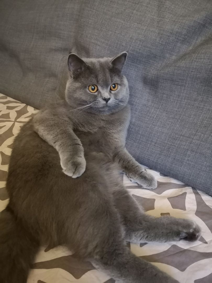 Sofort ausziehbereit ! ! ! BKH Kitten Reinrassige Teddy in Grau/Blue ! ! !