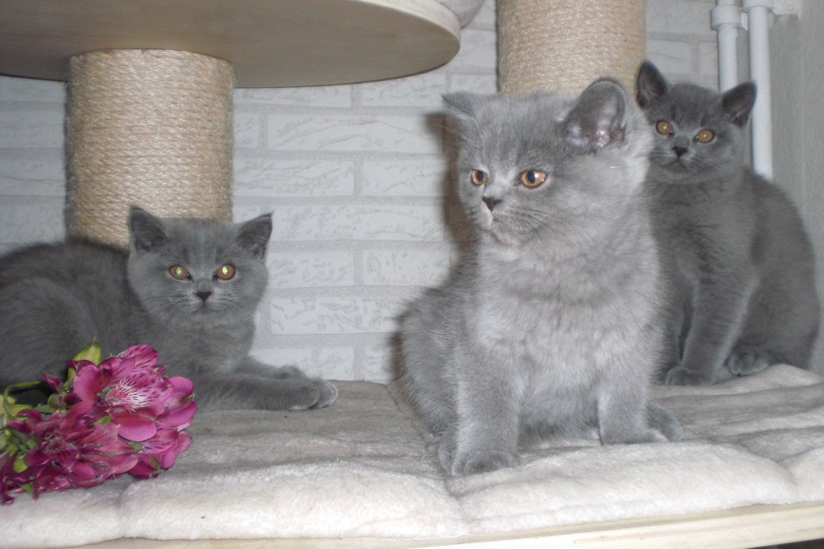 Sofort ausziehbereit ! ! ! BKH Kitten Reinrassige Teddy in Grau/Blue ! ! !