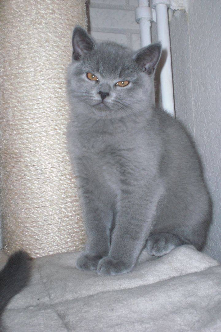 Sofort ausziehbereit ! ! ! BKH Kitten Reinrassige Teddy in Grau/Blue ! ! !