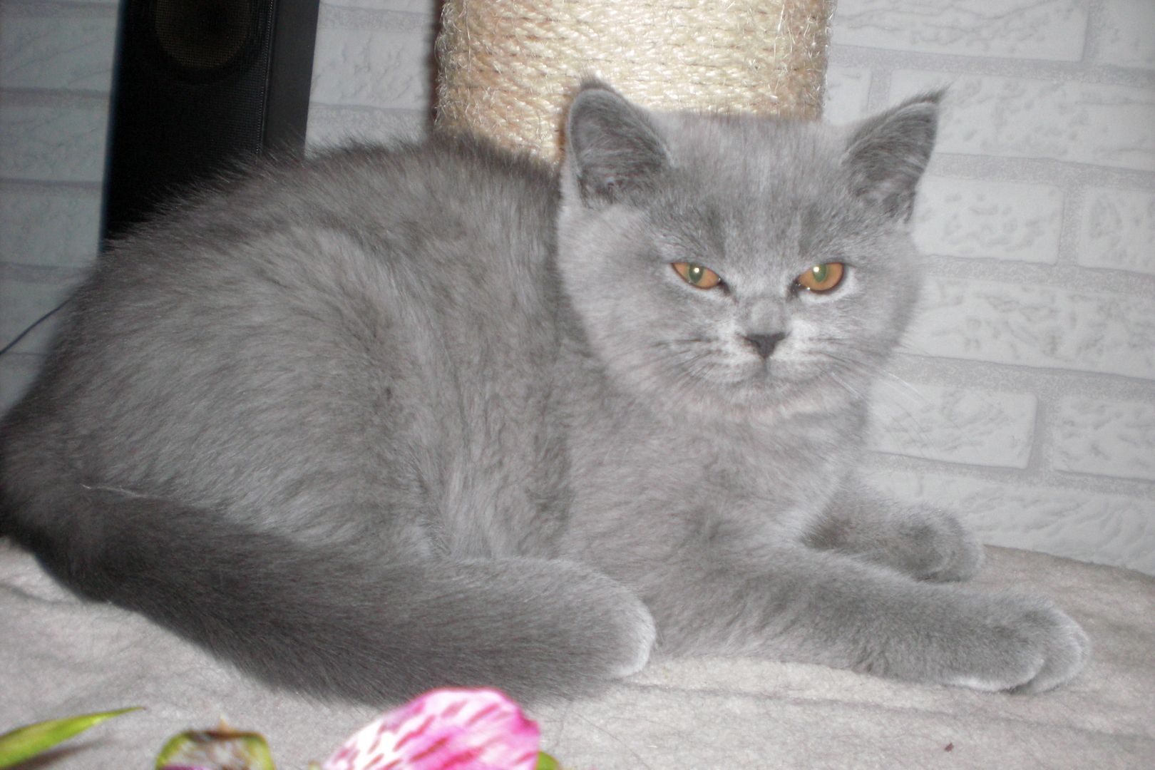 Sofort ausziehbereit ! ! ! BKH Kitten Reinrassige Teddy in Grau/Blue ! ! !