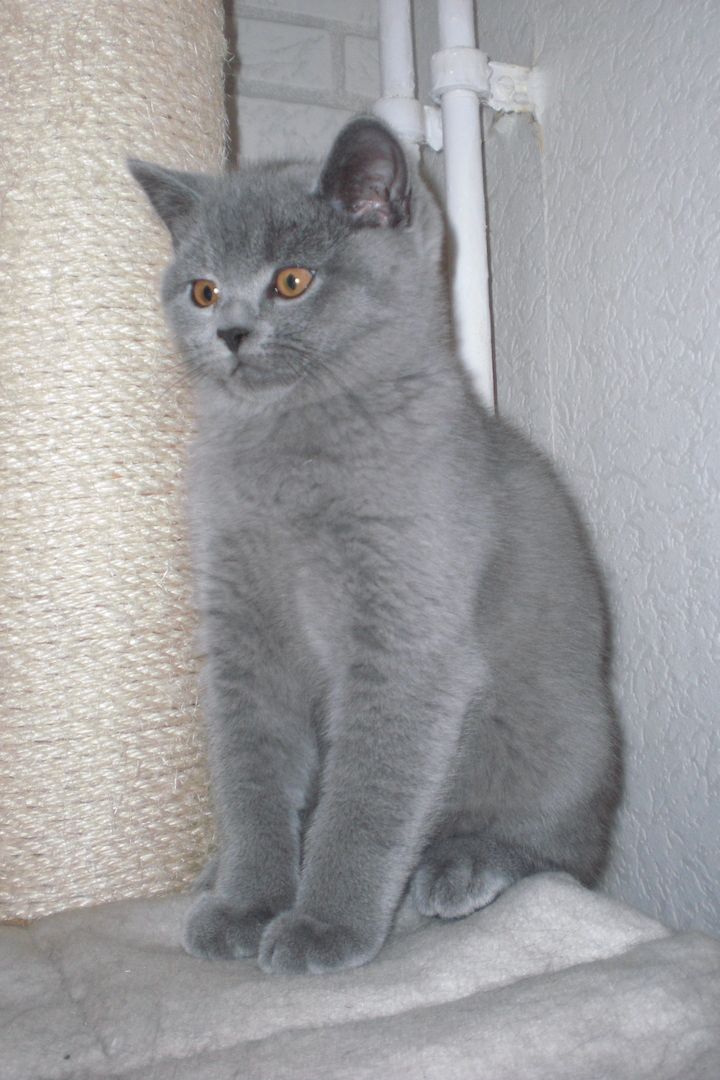 Sofort ausziehbereit ! ! ! BKH Kitten Reinrassige Teddy in Grau/Blue ! ! !