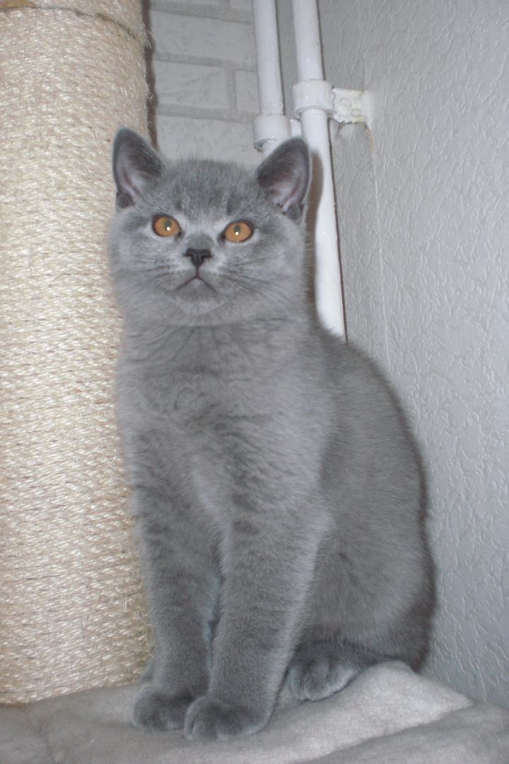 Sofort ausziehbereit ! ! ! BKH Kitten Reinrassige Teddy in Grau/Blue ! ! !