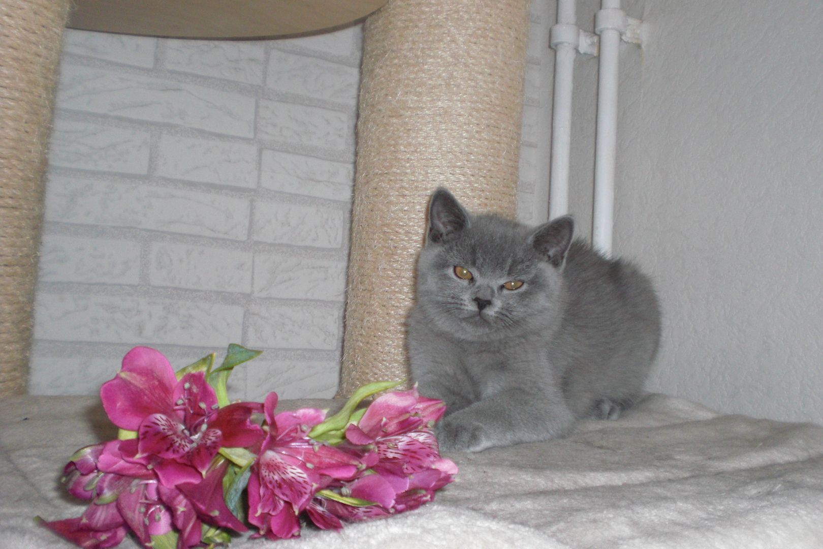 Sofort ausziehbereit ! ! ! BKH Kitten Reinrassige Teddy in Grau/Blue ! ! !