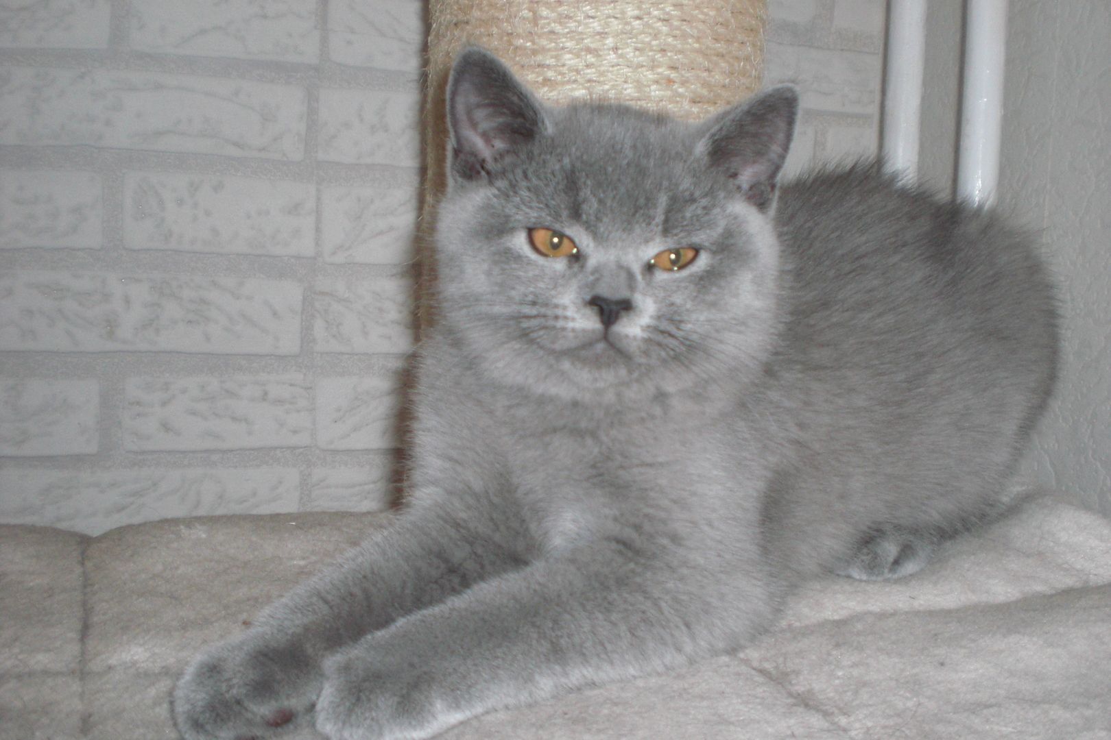 Sofort ausziehbereit ! ! ! BKH Kitten Reinrassige Teddy in Grau/Blue ! ! !