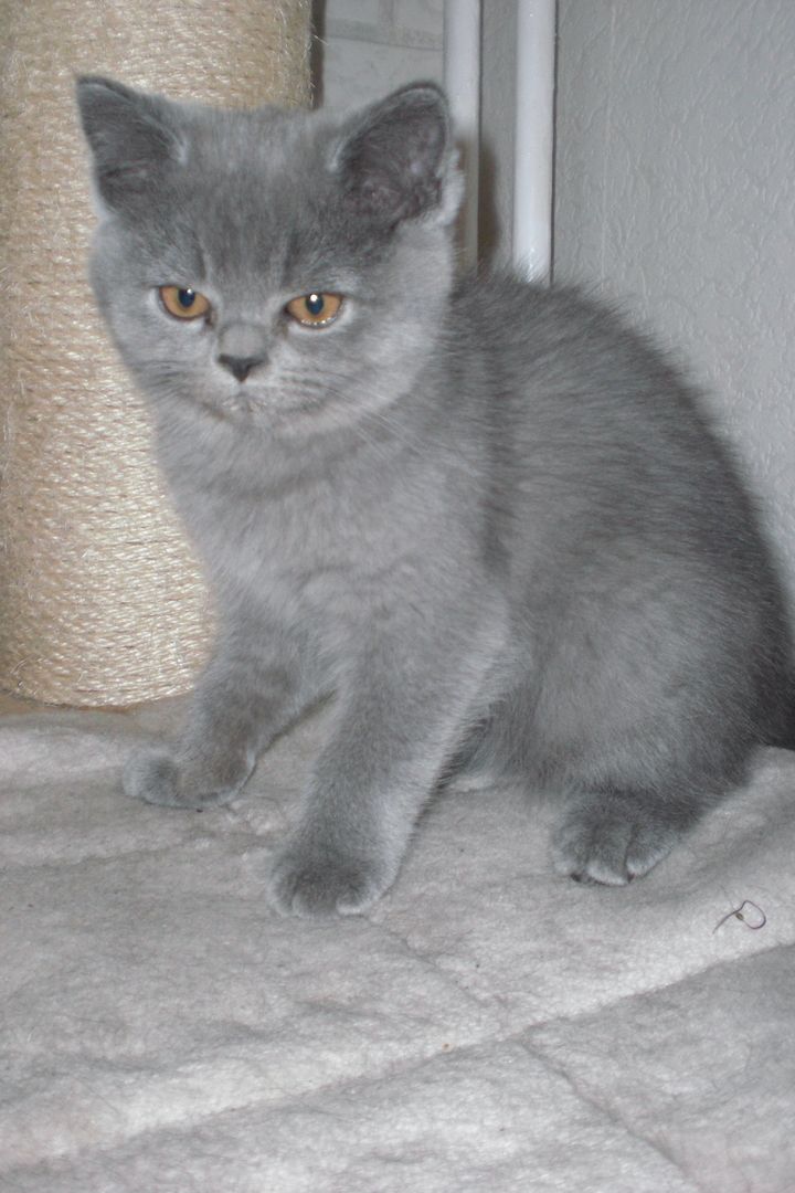 Sofort ausziehbereit ! ! ! BKH Kitten Reinrassige Teddy in Grau/Blue ! ! !
