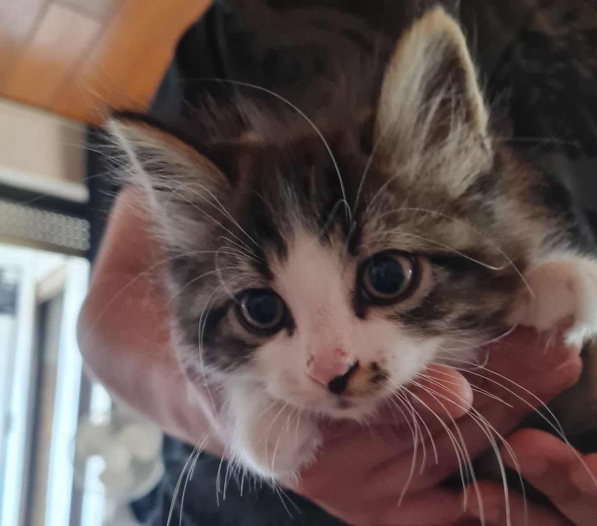 Süße Maine Coon Kitten