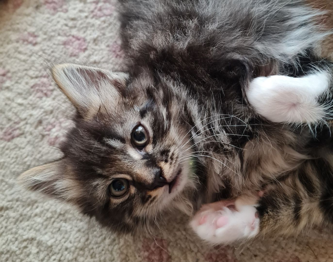 Süße Maine Coon Kitten