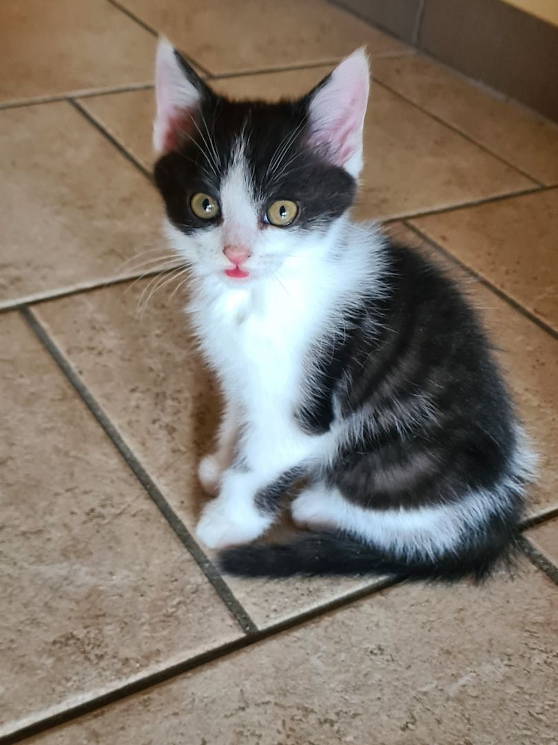 BKH-Mix Kitten BKH-Mix Kitten