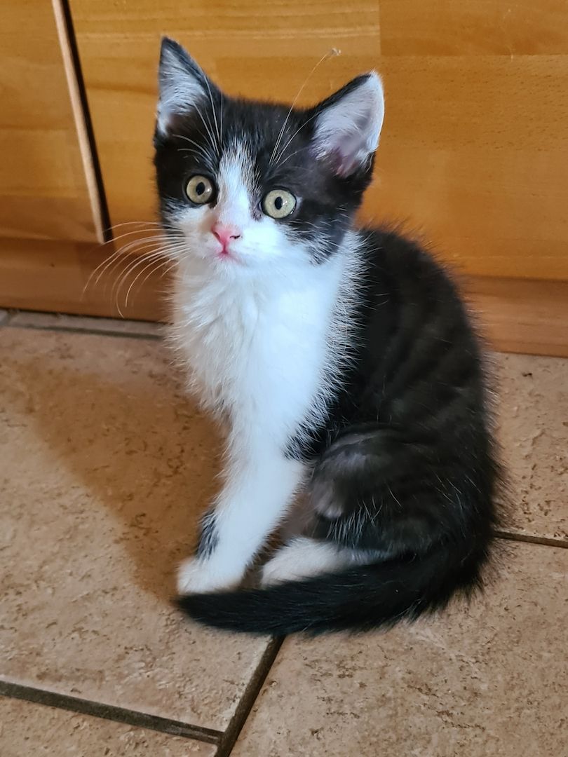 BKH-Mix Kitten BKH-Mix Kitten