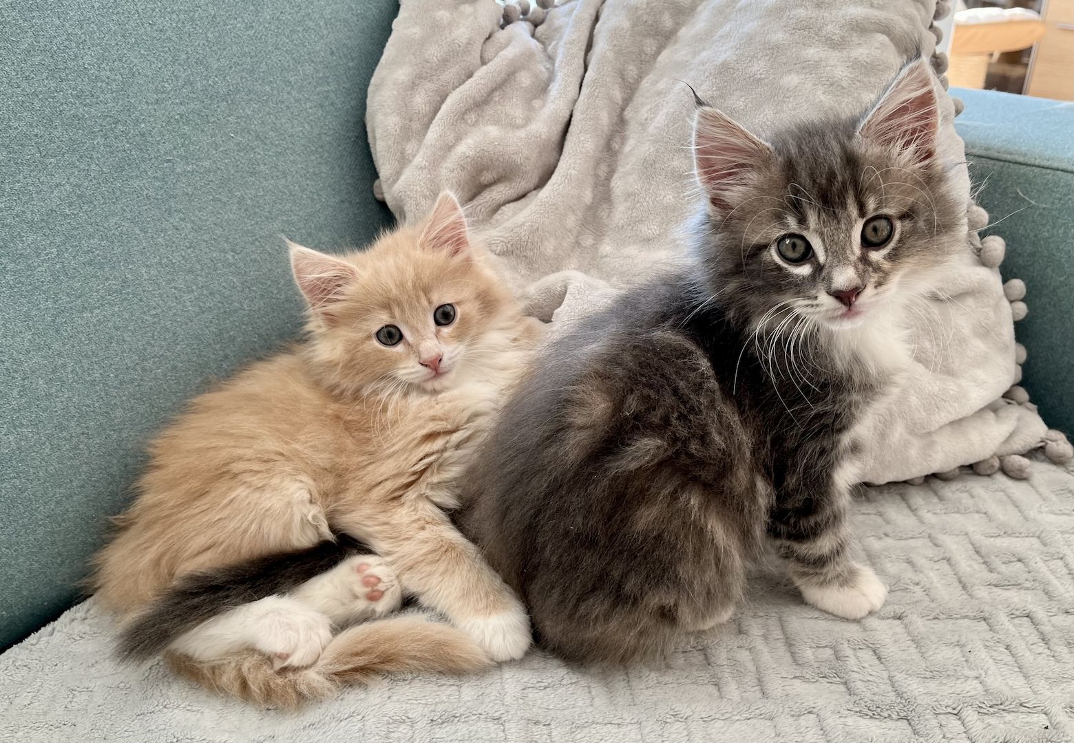 Norwegische Waldkatze reinrassig Typvoll suchen einen Kuschelplatz