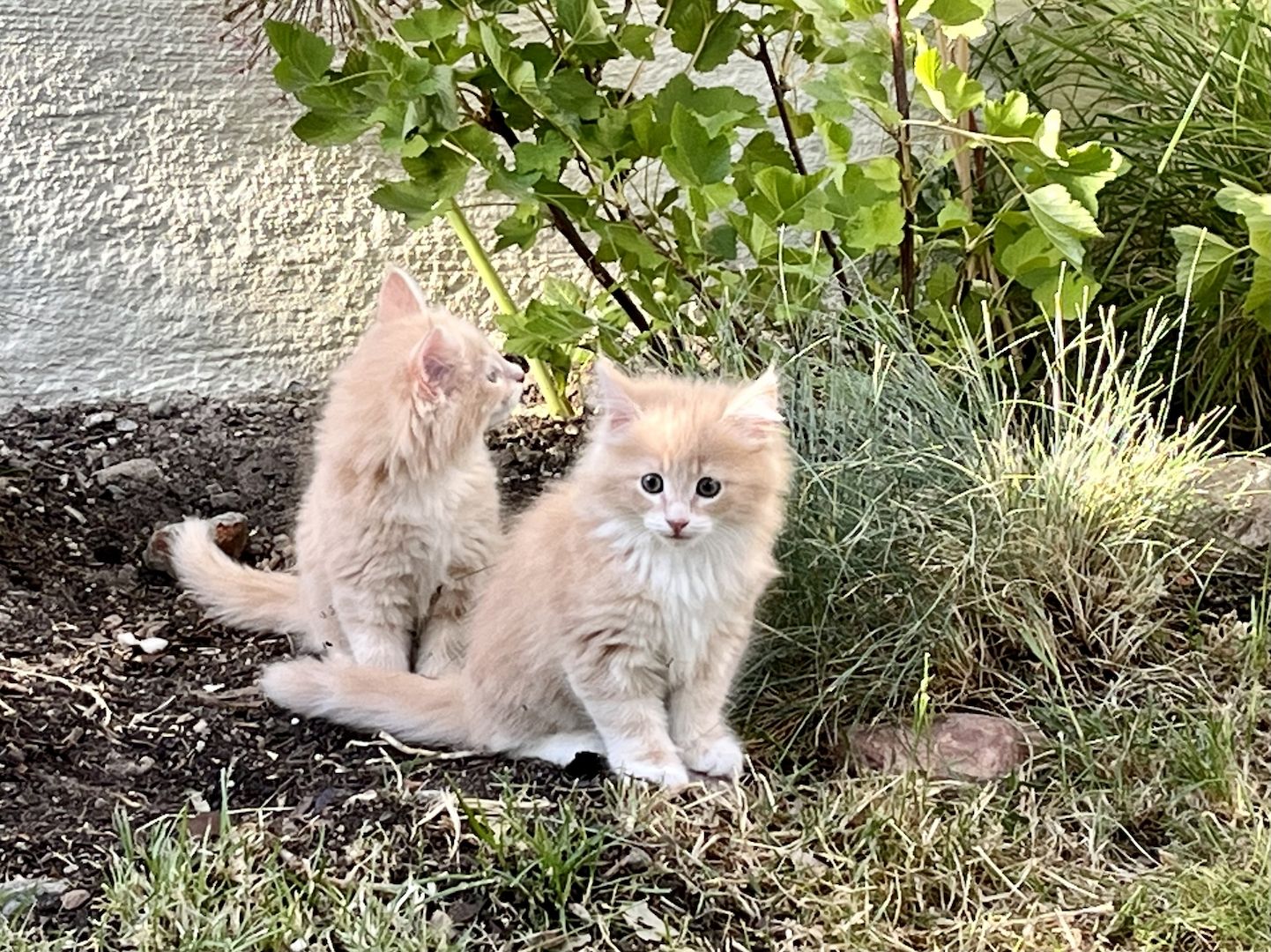 Norwegische Waldkatze reinrassig Typvoll suchen einen Kuschelplatz