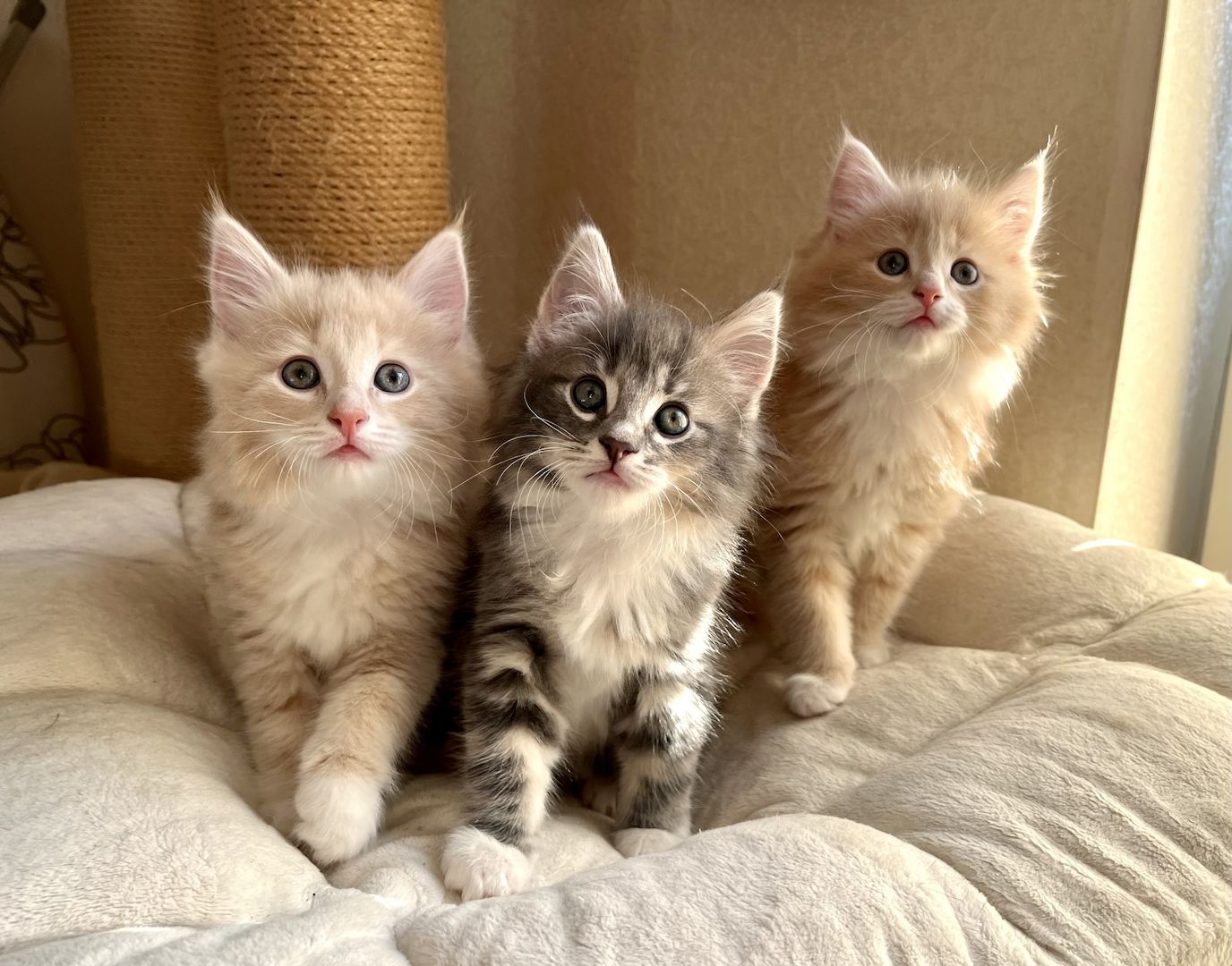 Norwegische Waldkatze reinrassig Typvoll suchen einen Kuschelplatz