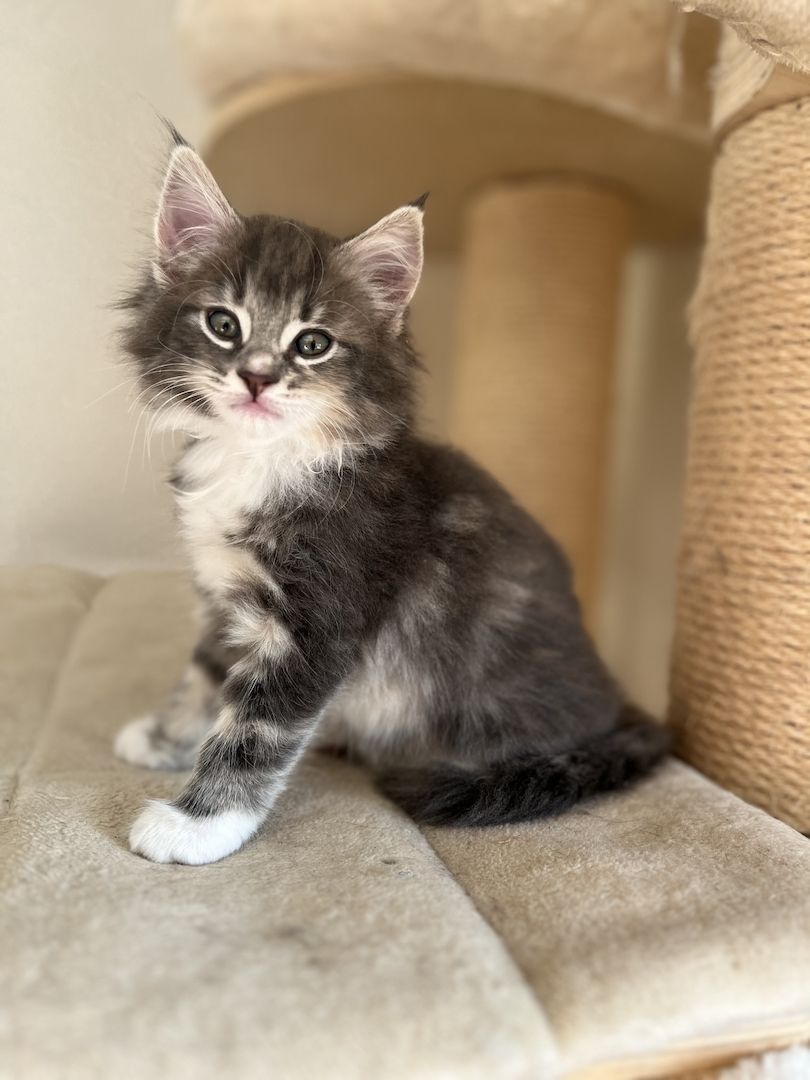 Norwegische Waldkatze reinrassig Typvoll suchen einen Kuschelplatz