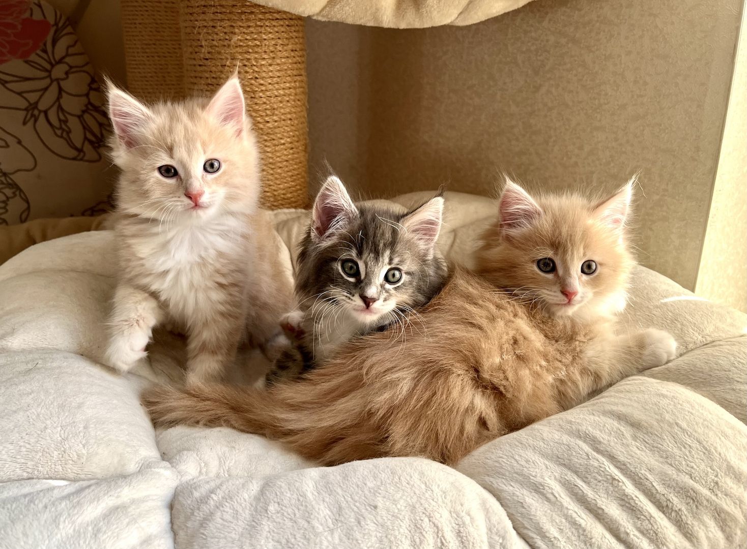 Norwegische Waldkatze reinrassig Typvoll suchen einen Kuschelplatz