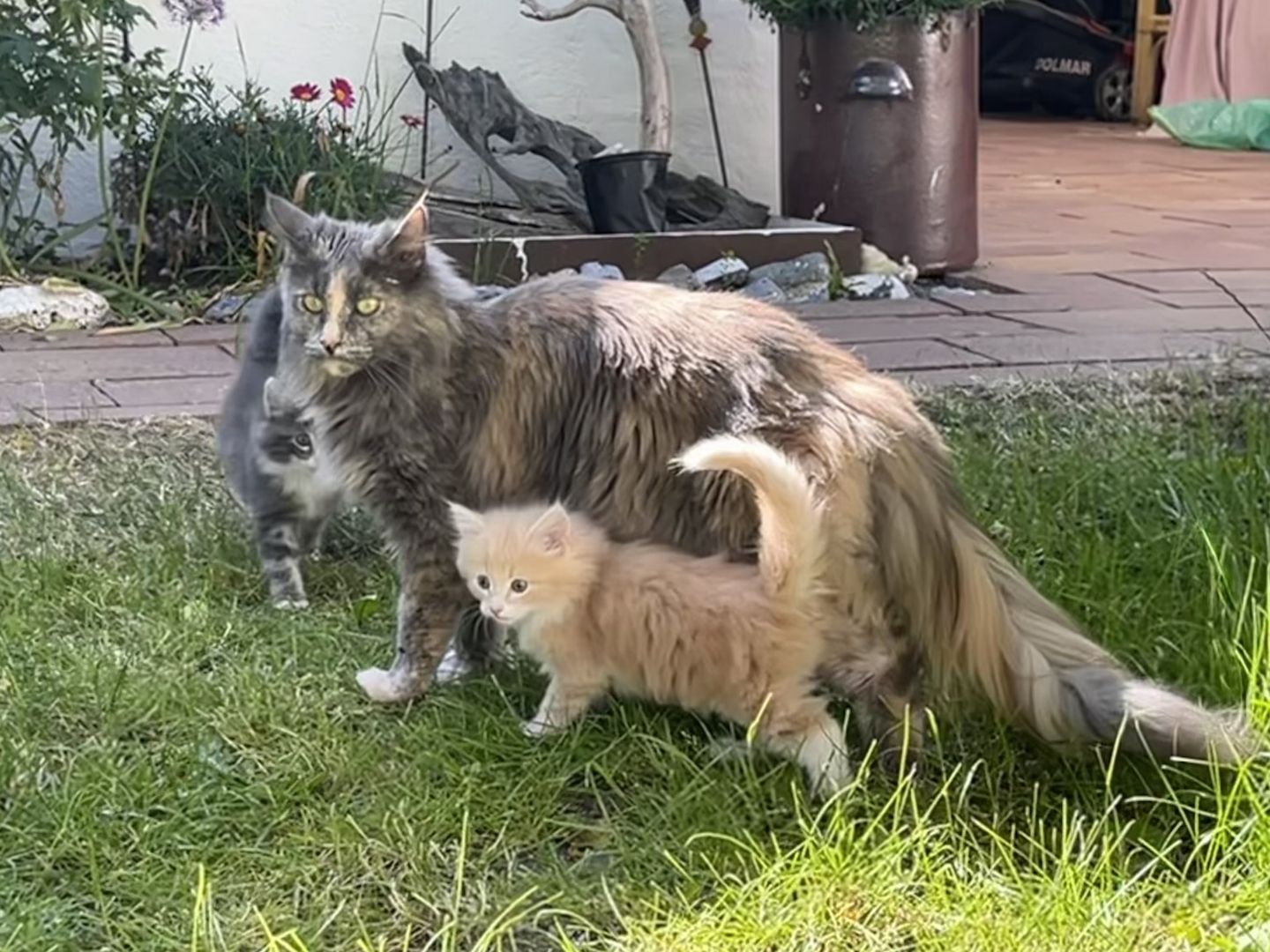 Norwegische Waldkatze reinrassig Typvoll suchen einen Kuschelplatz