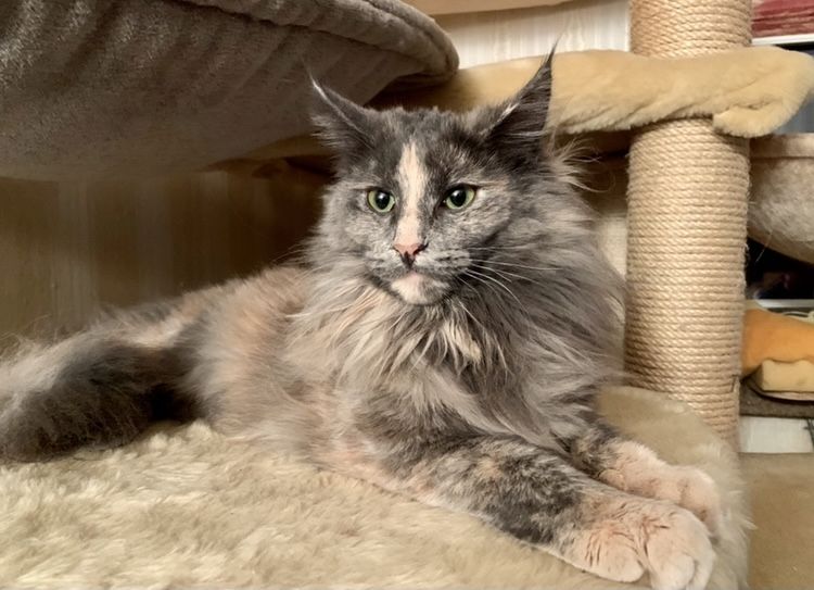 Norwegische Waldkatze reinrassig Typvoll suchen einen Kuschelplatz