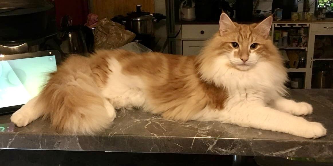 Norwegische Waldkatze reinrassig Typvoll suchen einen Kuschelplatz