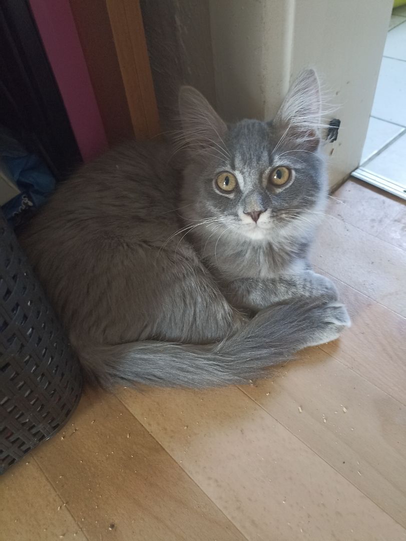 Main Coon/Siam Kätzchen