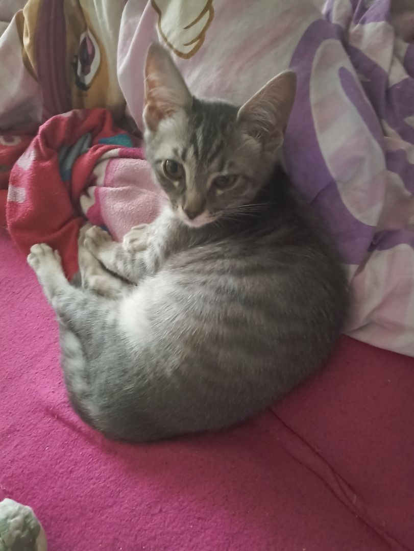 Main Coon/Siam Kätzchen