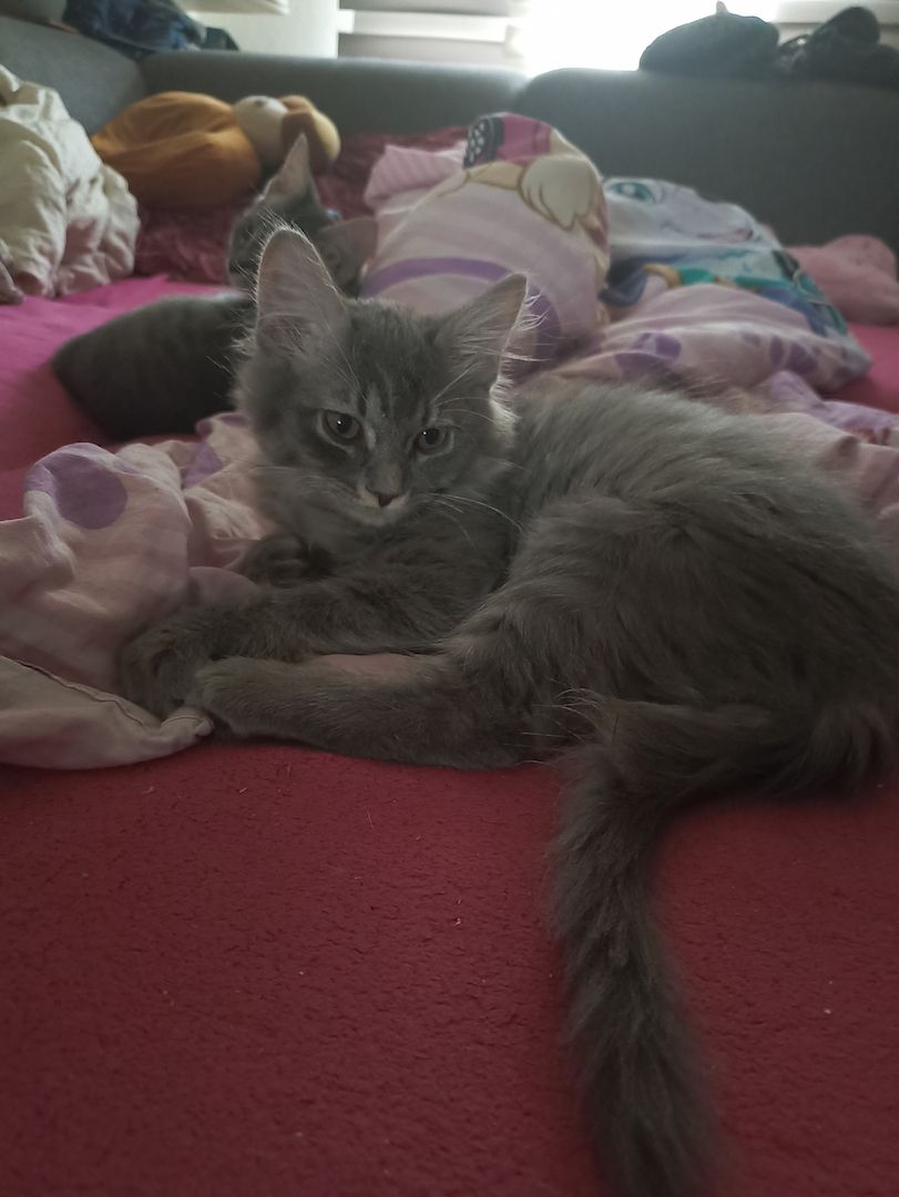 Main Coon/Siam Kätzchen