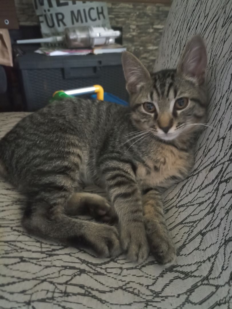 Main Coon/Siam Kätzchen