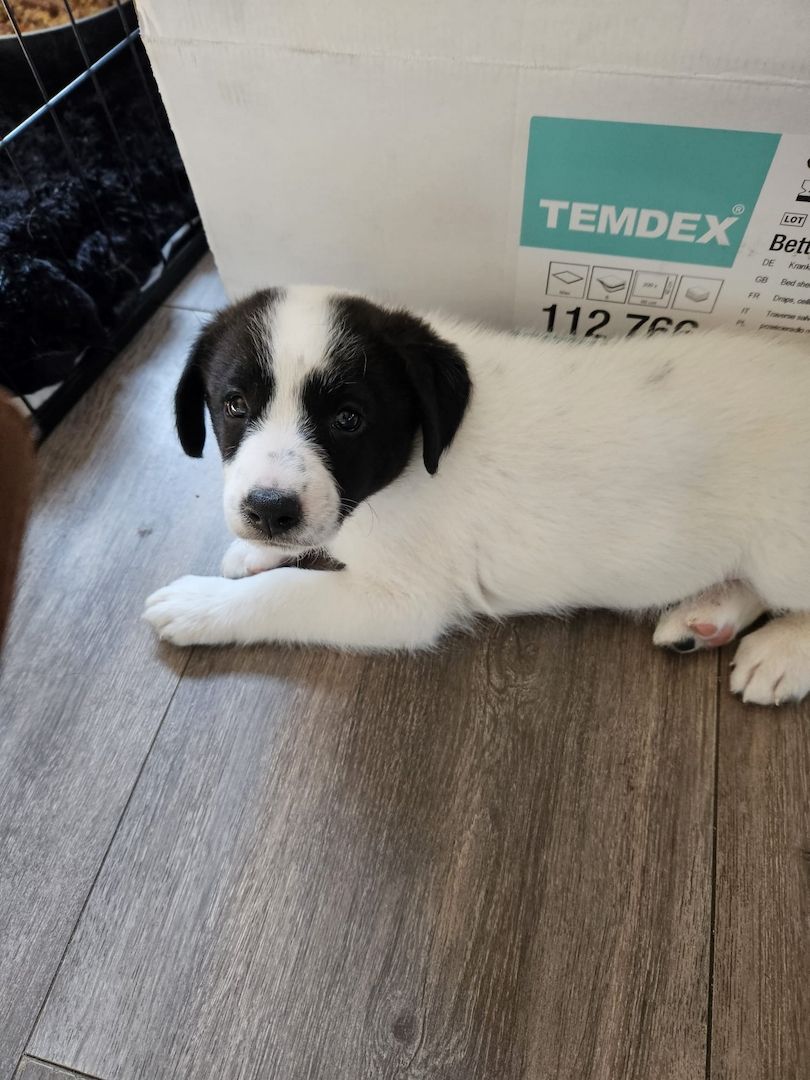 3 süße Mischlingswelpen abzugeben(nur noch 2 zu vermitteln) 3 süße Mischlingswelpen abzugeben(nur noch 2 zu vermitteln)