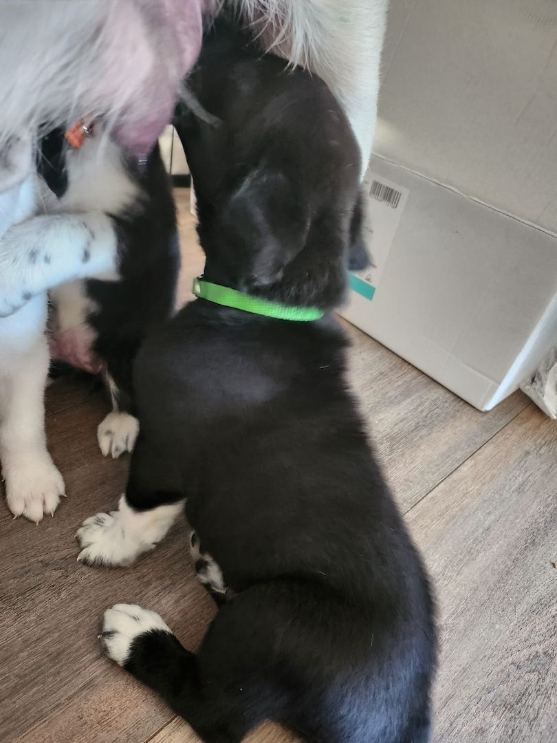 3 süße Mischlingswelpen abzugeben(nur noch 2 zu vermitteln) 3 süße Mischlingswelpen abzugeben(nur noch 2 zu vermitteln)