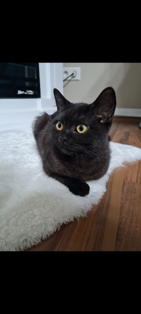  British Kurzhaar Katze SUCHT NEUES ZUHAUSE