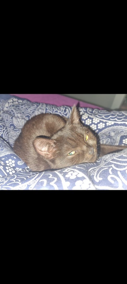  British Kurzhaar Katze SUCHT NEUES ZUHAUSE