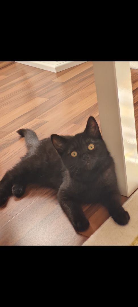  British Kurzhaar Katze SUCHT NEUES ZUHAUSE
