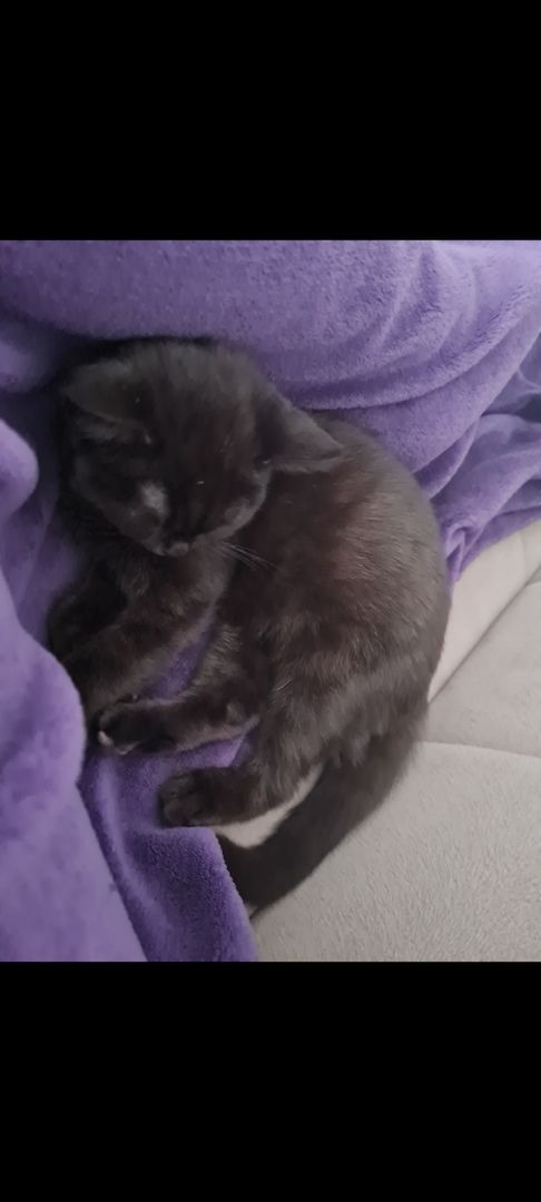  British Kurzhaar Katze SUCHT NEUES ZUHAUSE