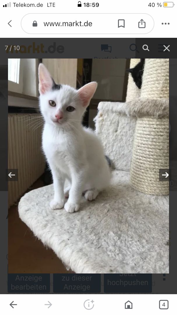 Ägyptische Mau Mix kitten