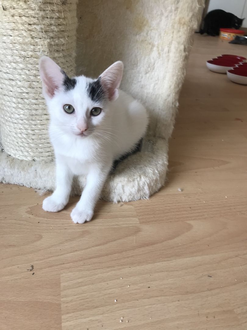 Ägyptische Mau Mix kitten