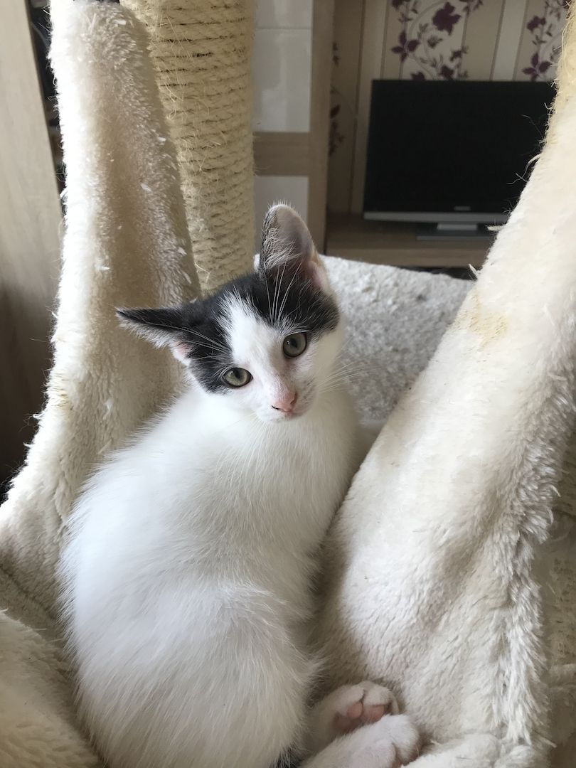 Ägyptische Mau Mix kitten