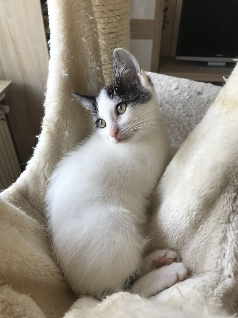 Ägyptische Mau Mix kitten