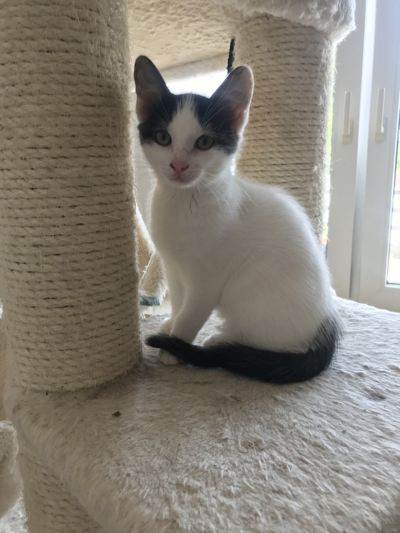 Ägyptische Mau Mix kitten