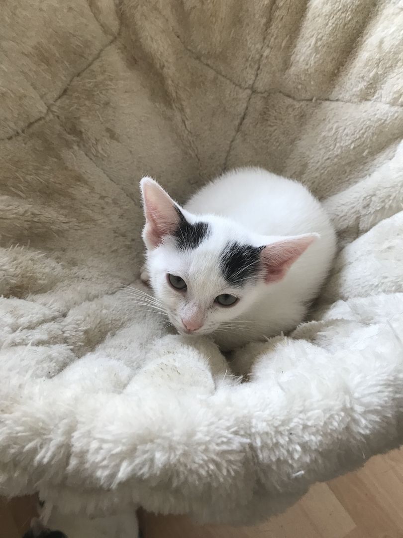 Ägyptische Mau Mix kitten