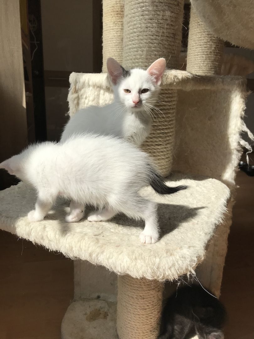 Ägyptische Mau Mix kitten