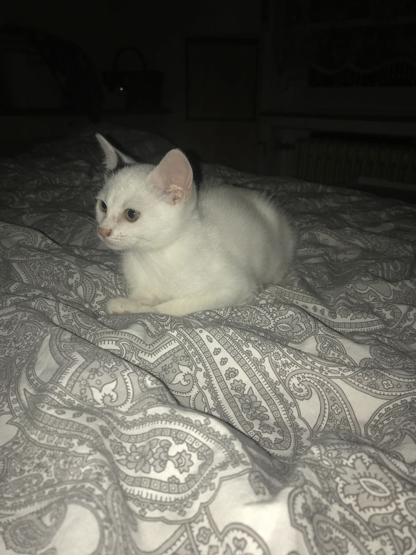 Ägyptische Mau Mix kitten